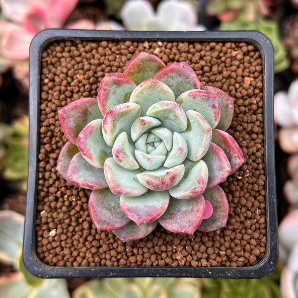 Echeveria sp. 2" Succulent Plant