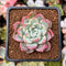 Echeveria sp. 2" Succulent Plant