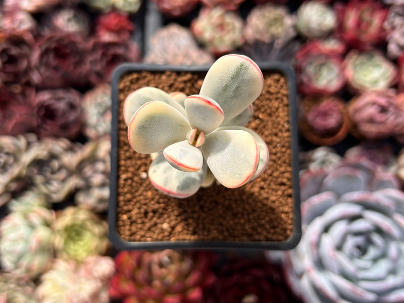 Cotyledon 'Orbiculata' Variegated 2" Succulent Plant