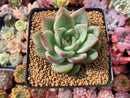 Echeveria Agavoides 'Shallot' 3" Succulent Plant