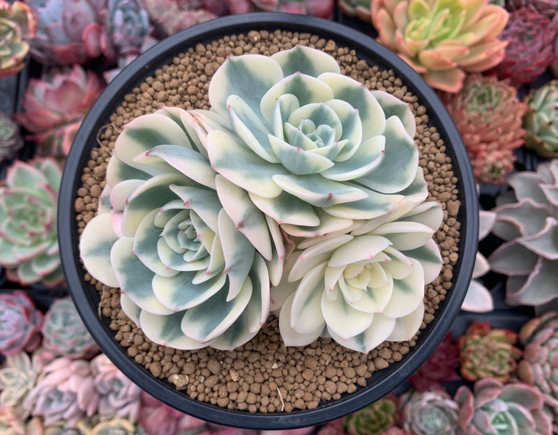 Echeveria 'Compton Carousel' Variegated 5" Large Cluster Succulent Plant