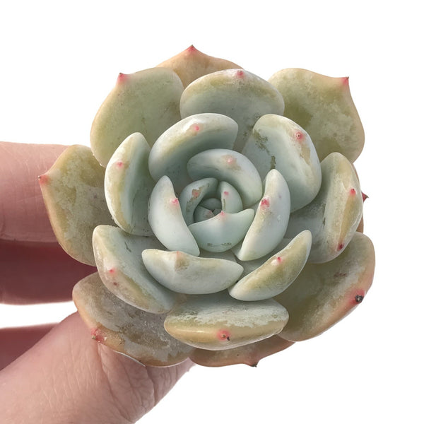 Echeveria 'Lehman' New Hybrid 1"-2" Succulent Plant