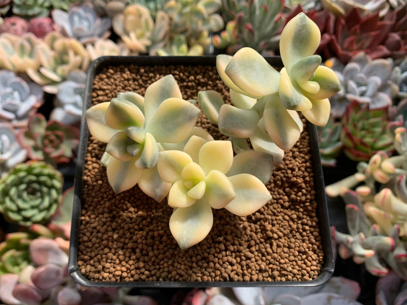 Graptoveria 'Titubans' Variegated 3" Cluster Succulent Plant