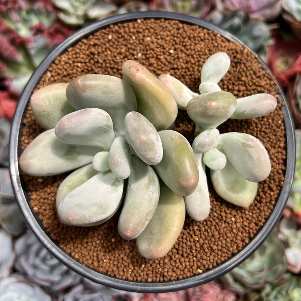 Pachyphytum 'Bracteosum' 4" Succulent Plant