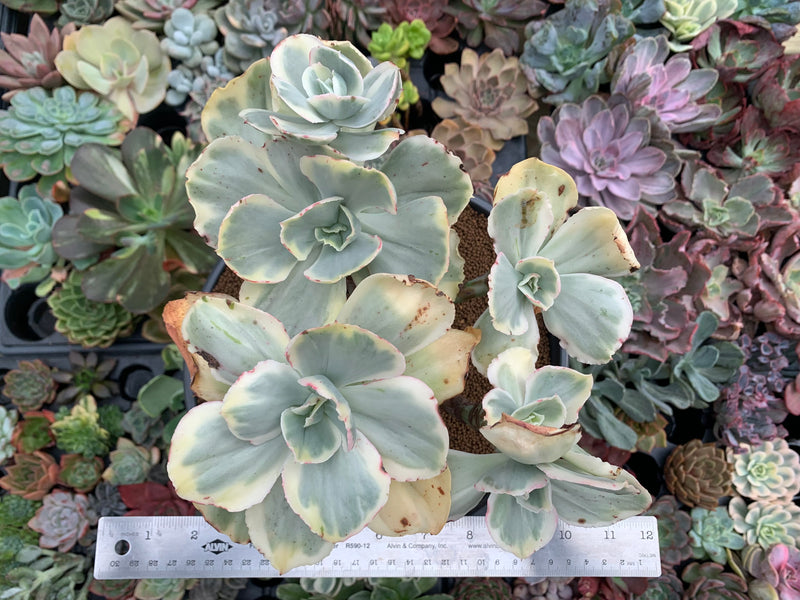 Echeveria sp. Variegated *NOT A TRUE ZUSUNG ICE AGE* 8"+ Extra Large Cluster Succulent Plant