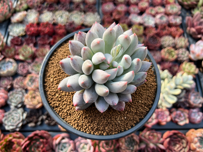 Pachyphytum 'Angels Finger' 4" Succulent Plant