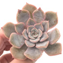 Echeveria 'Fiona' 2"-3" Succulent Plant