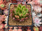 Echeveria Agavoides 'Ferrari' 2"-3" Succulent Plant