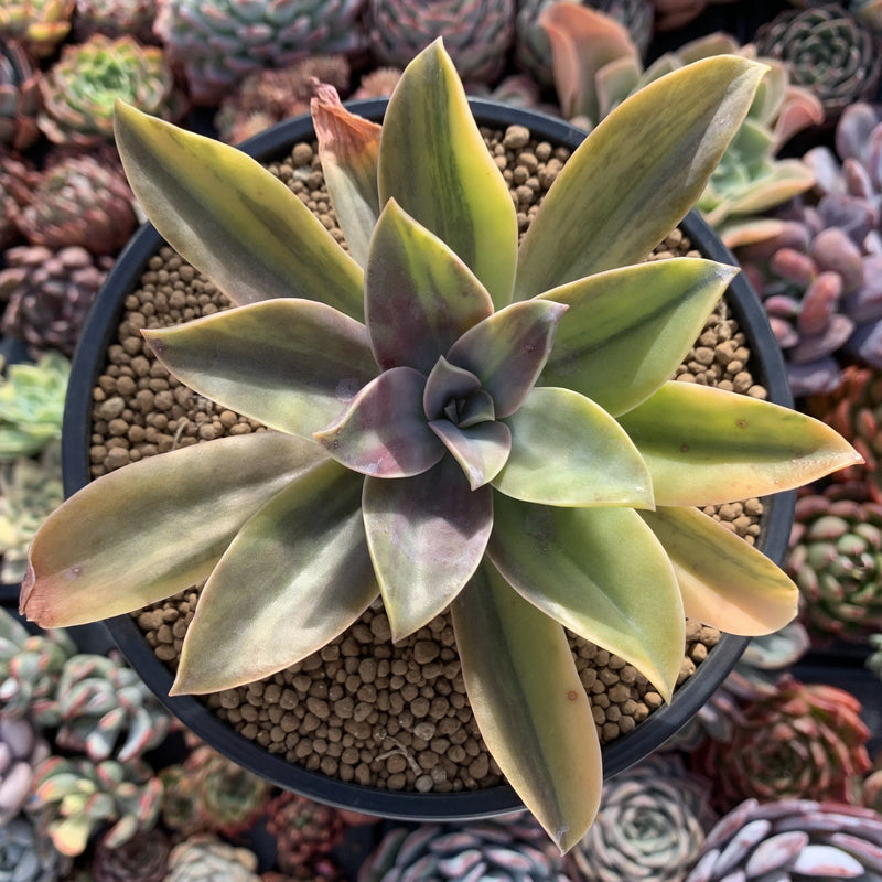 Graptoveria 'Fred Ives' Variegated 5" Large Cutting Succulent Plant