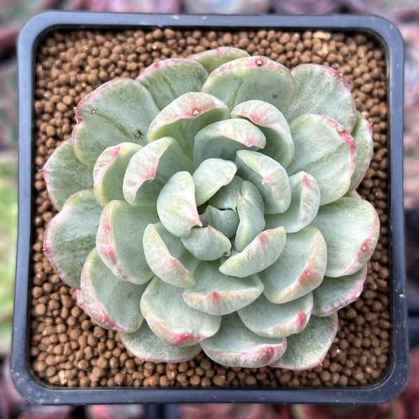 Echeveria Bridgette orders variegated