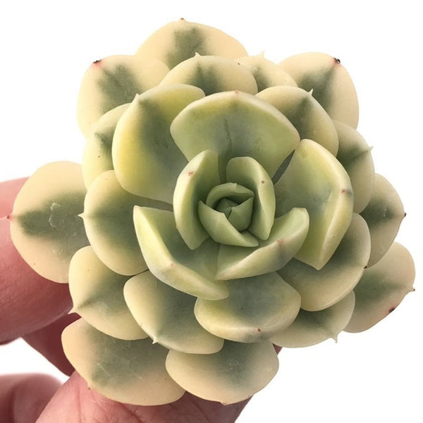 Echeveria Runyonii Variegated (Aka Echeveria 'Akaihosi' Variegated) 2" Succulent Plant