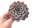 Echeveria 'Fiona' 4"-5" Powdery Succulent Plant