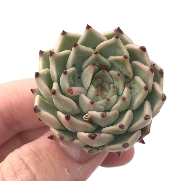 Echeveria sp. 1” Rare Succulent Plant