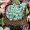 Pachyphytum sp. 1" Succulent Plant