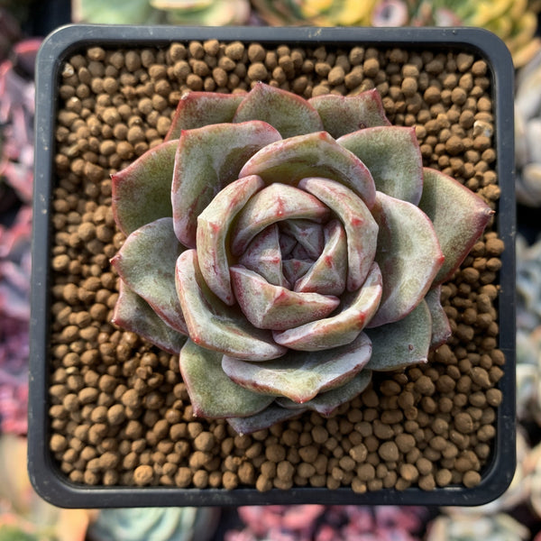 Echeveria 'German Champaign' 2" Succulent Plant