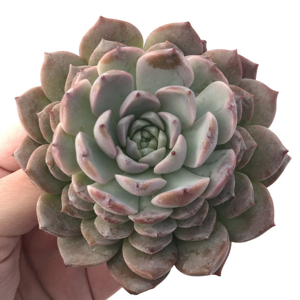 Echeveria 'Amazing Grace' 4" Succulent Plant