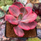 Echeveria 'Angel Wings' Variegated 3" Succulent Plant