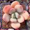 Pachyphytum 'Doctor Cornelius' 2" Succulent Plant