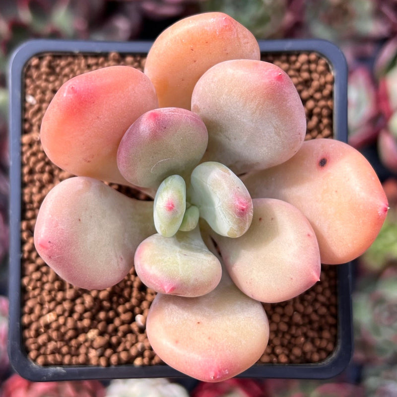 Pachyphytum 'Doctor Cornelius' 2" Succulent Plant