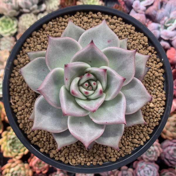 Echeveria Agavoides 'White Ebony' 5" Succulent Plant