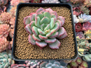 Echeveria sp. 2" Powdery Succulent Plant