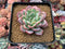 Echeveria sp. 2" Powdery Succulent Plant