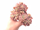 Echeveria Luella Crested and Variegated 5” Rare Succulent Plant