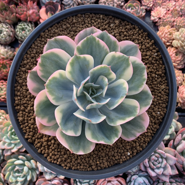 Echeveria 'Secunda' Variegated 5"-6" Large Succulent Plant