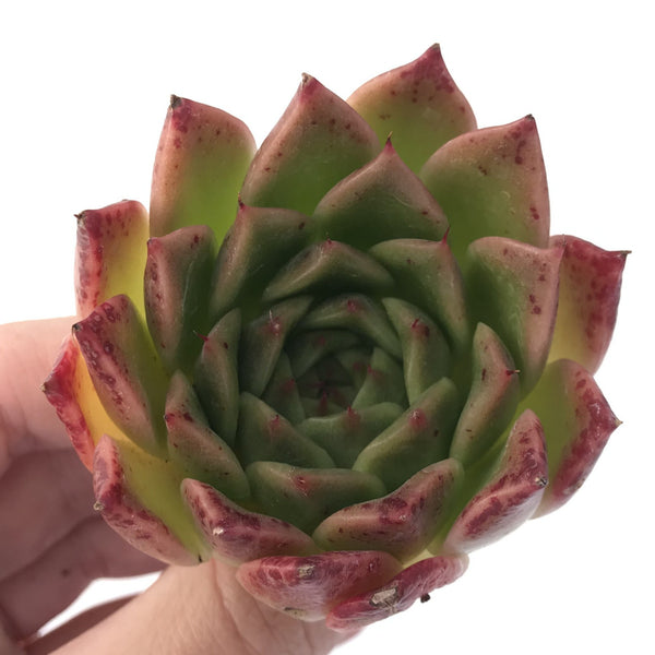 Echeveria Agavoides 'Elizabeth' 2" Succulent Plant