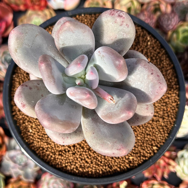 Pachyphytum 'Bracteosum' 3" Succulent Plant