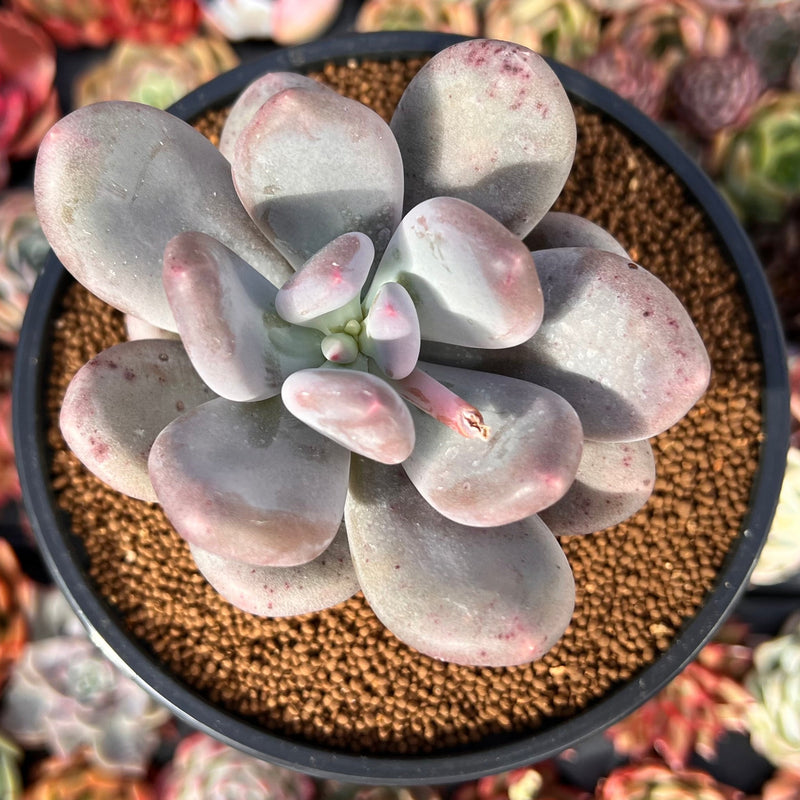 Pachyphytum 'Bracteosum' 3" Succulent Plant