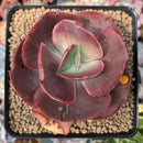 Echeveria 'Big Red' Hybrid 3" Succulent Plant