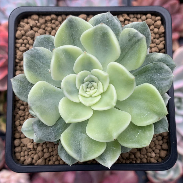 Echeveria Agavoides 'Tinkerbell' Variegated 3" Succulent Plant