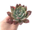 Echeveria 'Colorata Brandtii' 4" Succulent Plant