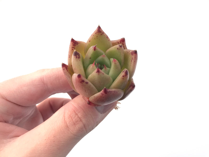 Echeveria Agavoides 'Illina' New Hybrid Small 1" Succulent Plant