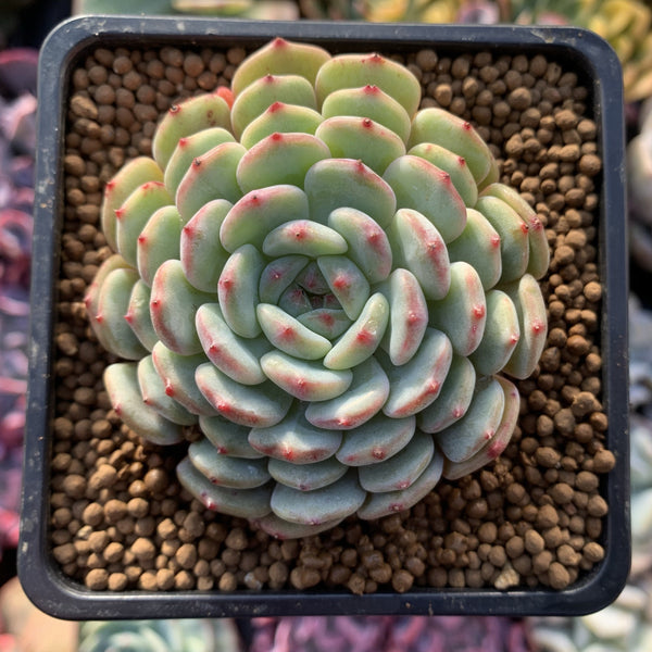 Echeveria 'White Farm' 2" Succulent Plant