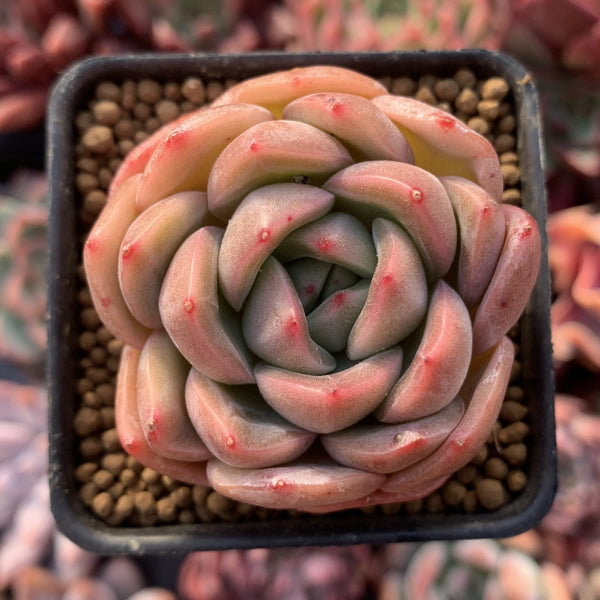 Echeveria Agavoides 'Timmo' 1"-2" Succulent Plant