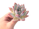 Echeveria 'Colorata' 4" Powdery Succulent Plant