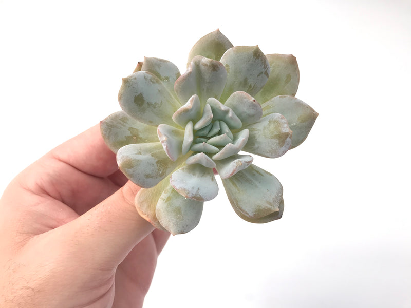 Echeveria 'Exotic' Laui x Topsy Turvery Hybrid 3" Powdery Succulent Plant