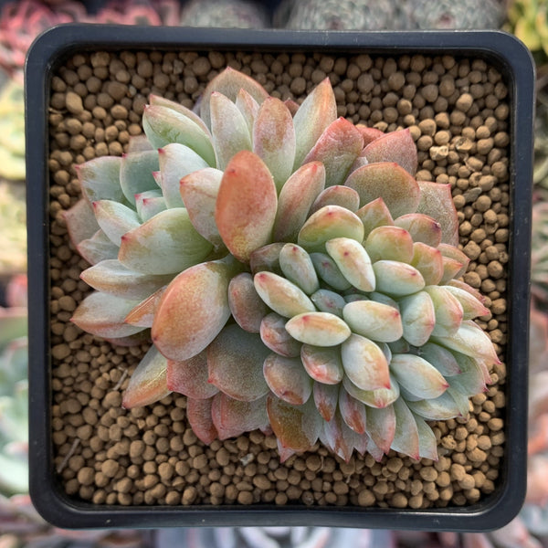 Echeveria 'Starmark' Crested 3" Succulent Plant