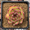 Echeveria Agavoides 'Moonstone' 2" Succulent Plant