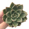 Echeveria Agavoides 'White Champaign' 4" Succulent Plant