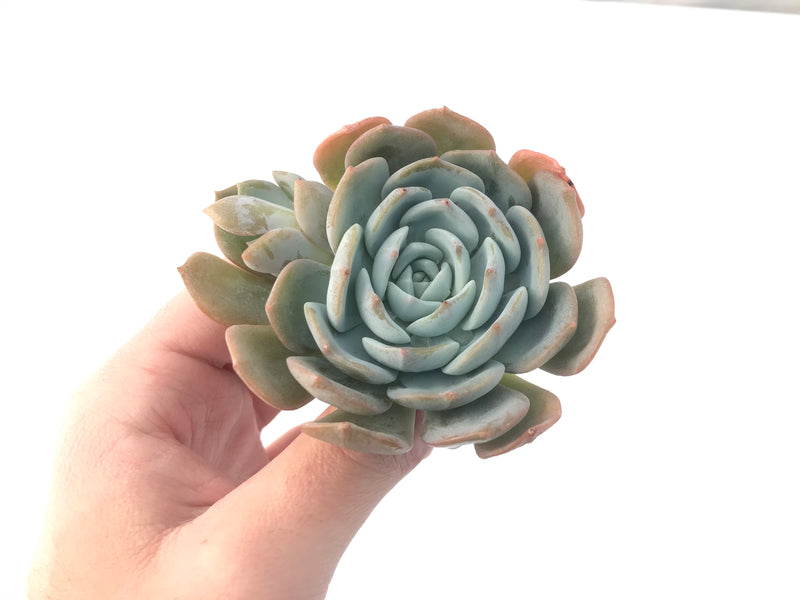 Echeveria 'White One'  3" Succulent Plant