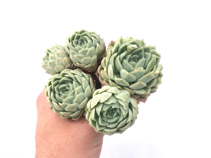 Echeveria ‘Jeong-Wol’ Cluster 5" Rare Succulent Plant