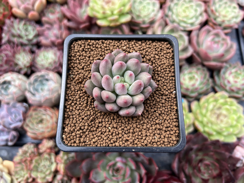 Pachyphytum 'Yeonji' 1"-2" Small Succulent Plant