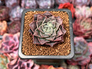 Echeveria 'Water Drop' 1" New Hybrid Succulent Plant