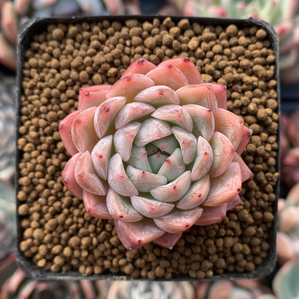 Echeveria sp. 1" Small Succulent Plant