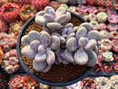 Pachyphytum Oviferum 'Moon Stone' 4"-5" Cluster Succulent Plant