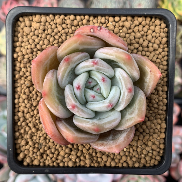 Echeveria Agavoides 'White Champagne' 2" Succulent Plant