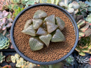 Haworthia Comptoniana 'Stained glass' 3" Succulent Plant